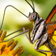 Illustration for article titled Butterfly wings from another planet